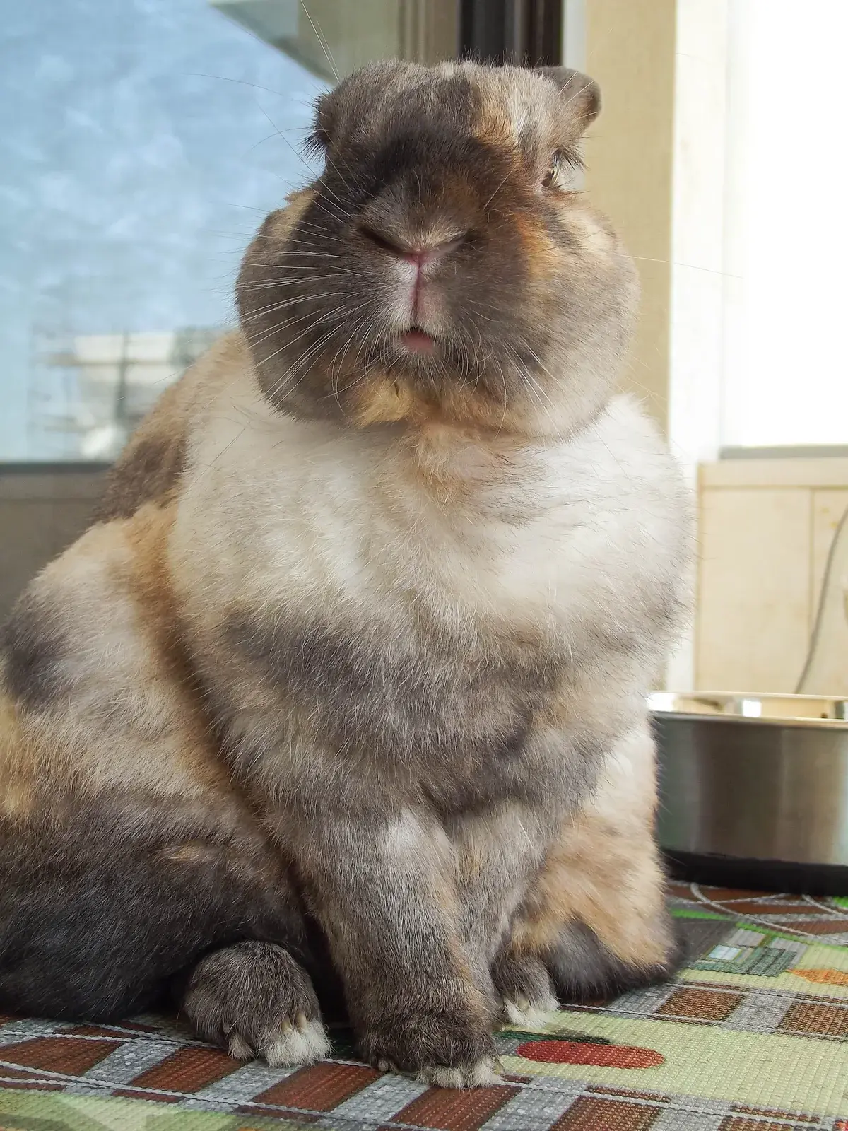 아메리칸 세이블 토끼
