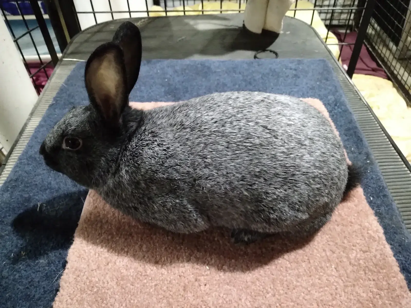 실버 토끼